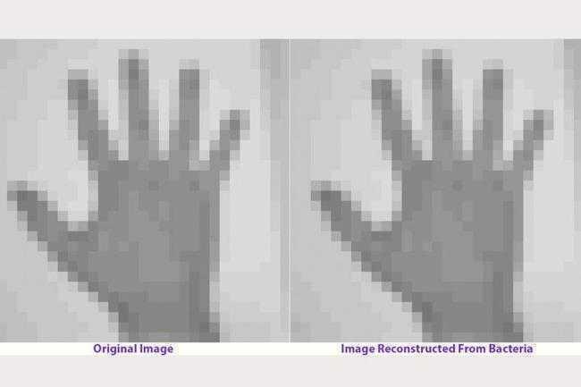An image of a hand (left) was stored in living bacteria, and then after multiple generations, the image on the right was recovered by sequencing bacterial genomes