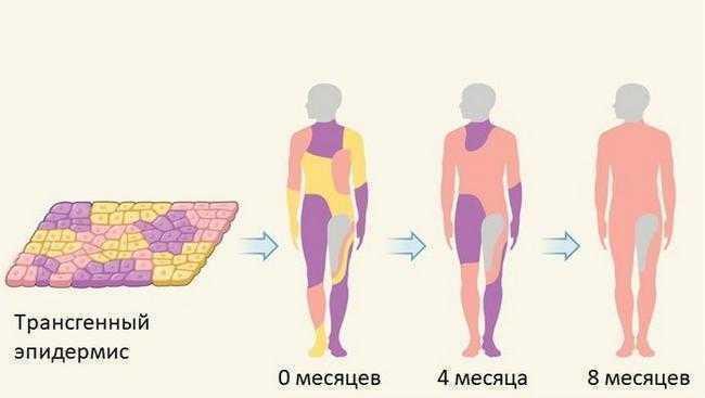 https://hi-news.ru/wp-content/uploads/2017/11/skin-3.jpg