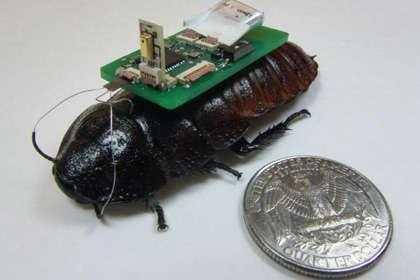 cockroaches-cyborgs